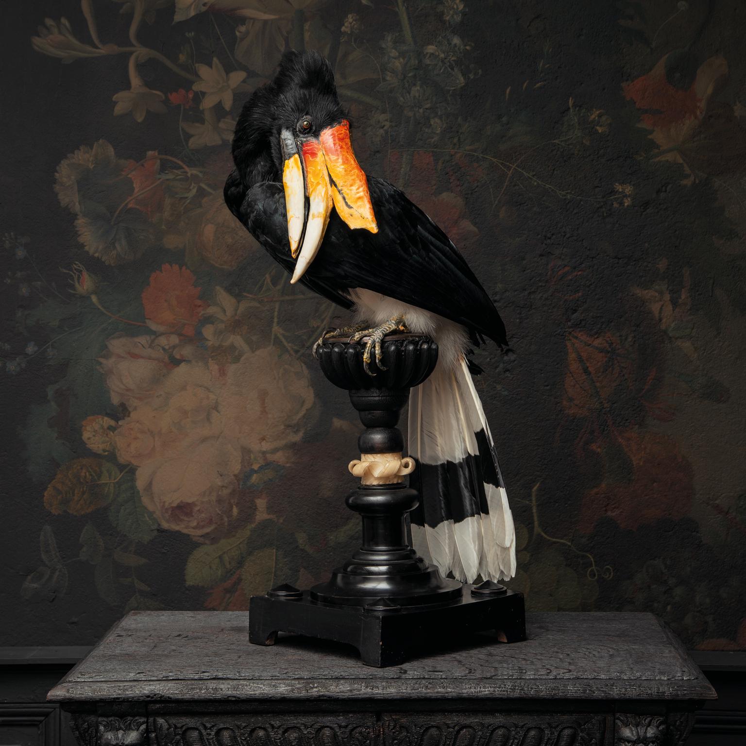 Dutch Fine Taxidermy Rhinocerus Hornbill by Sinke & Van Tongeren