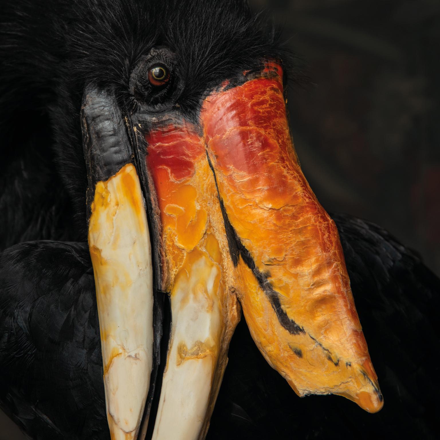 Contemporary Fine Taxidermy Rhinocerus Hornbill by Sinke & Van Tongeren