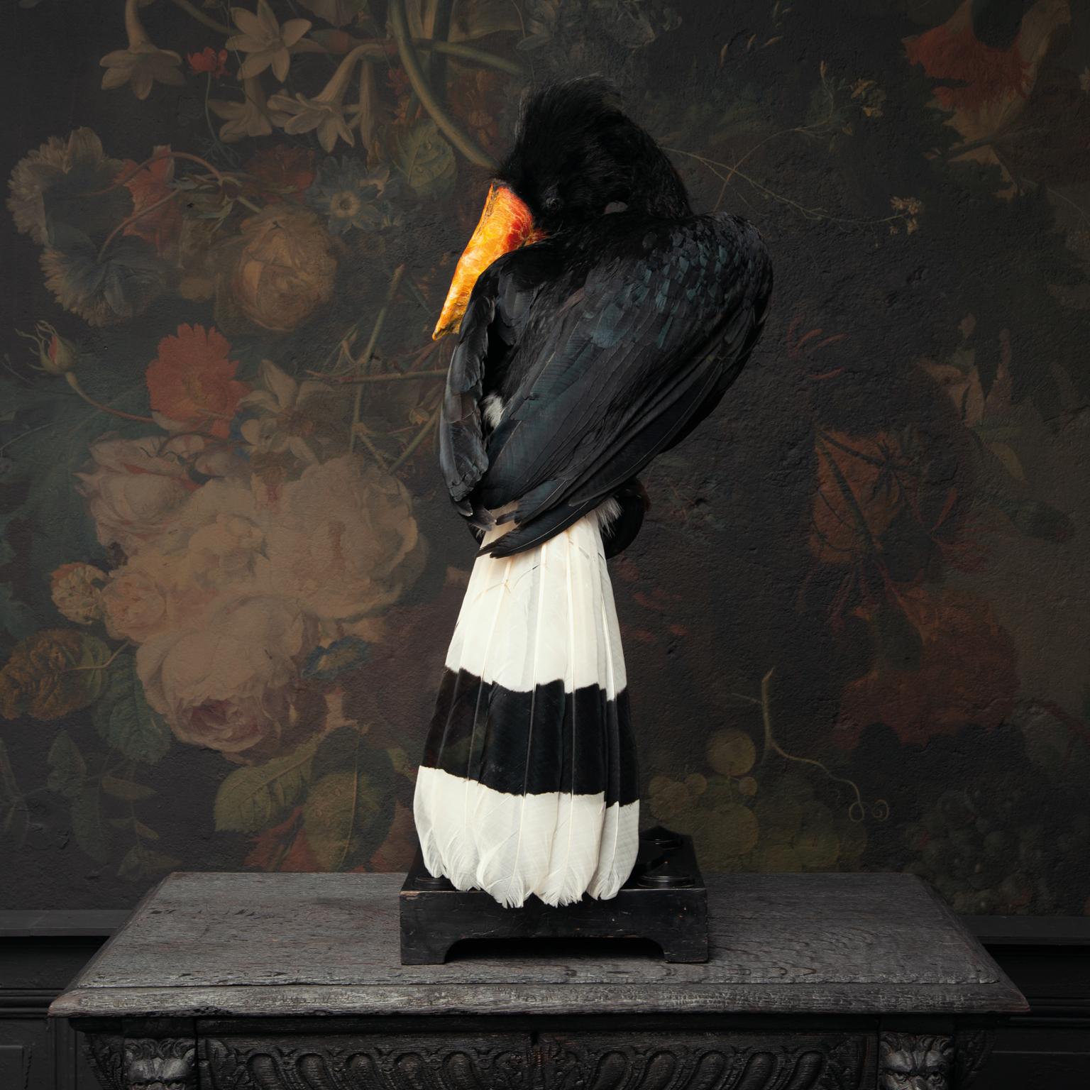 Fine Taxidermy Rhinocerus Hornbill by Sinke & Van Tongeren 2