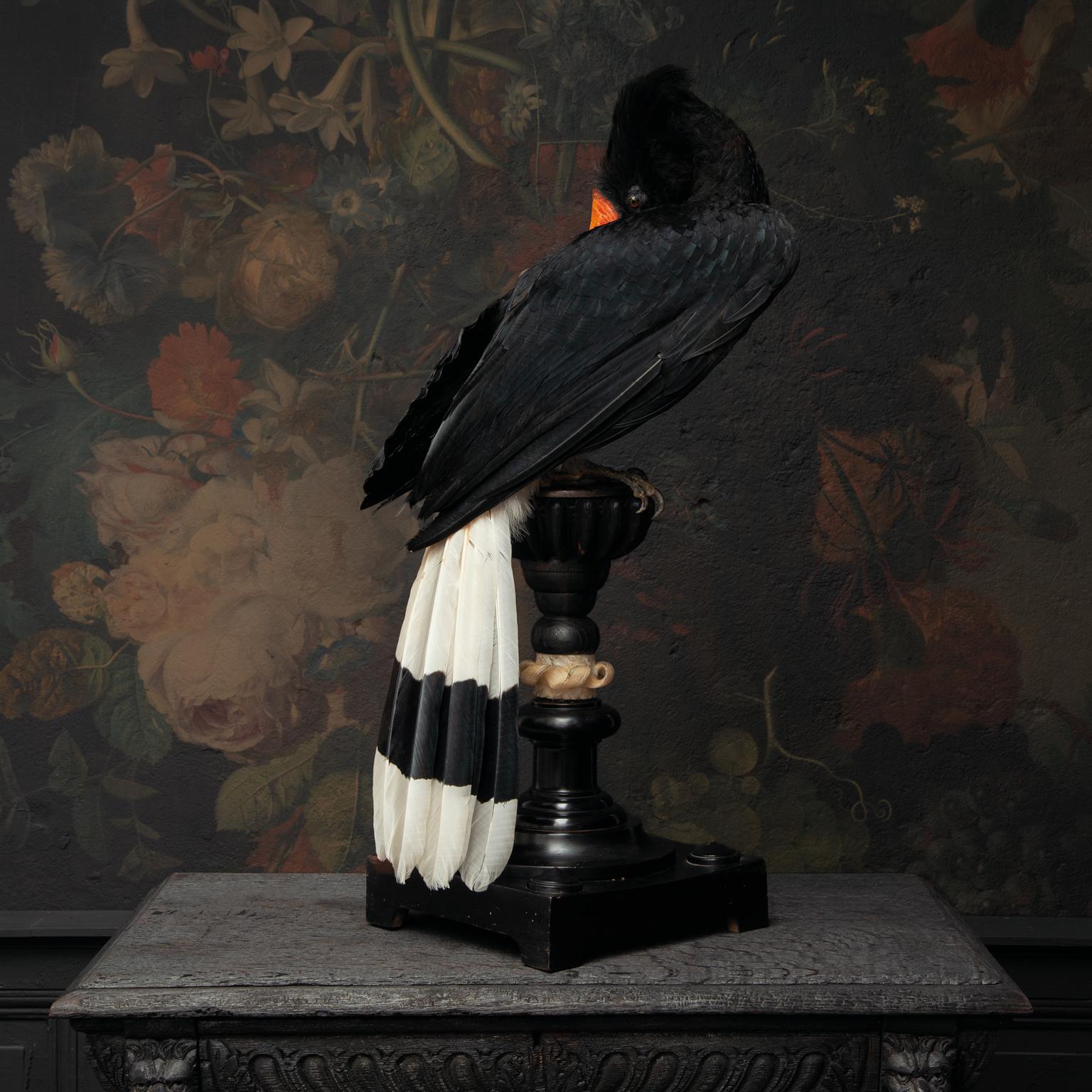 Fine Taxidermy Rhinocerus Hornbill by Sinke & Van Tongeren 3
