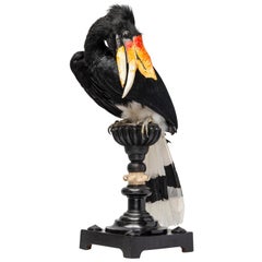 Fine Taxidermy Rhinocerus Hornbill by Sinke & Van Tongeren