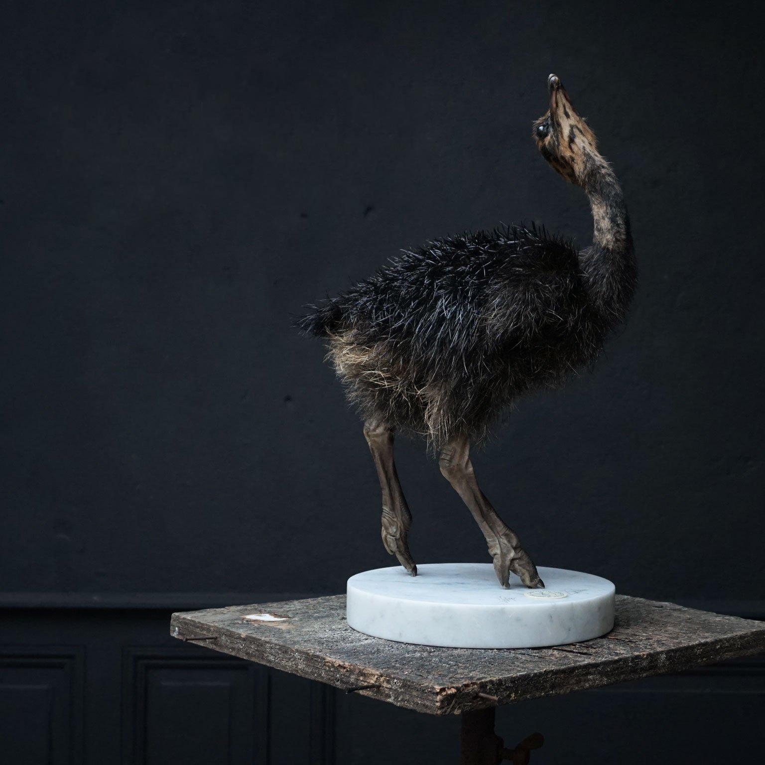 This fine taxidermy object of a rare black Ostrich Juvenile on a marble base is one of the works that are currently on loan for display at the Stedelijk Museum, Amsterdam. Therefor note that these works will be available for delivery starting June