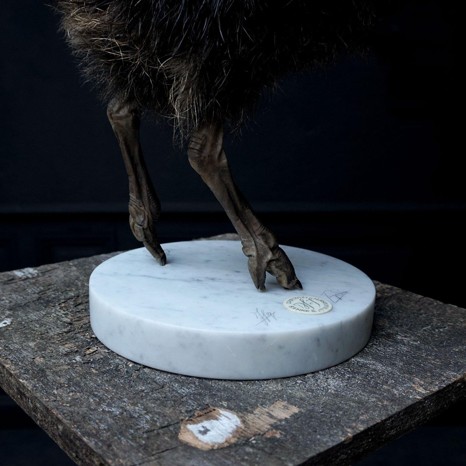 Fine Taxidermy Study 'Black Ostrich Juvenile' by Sinke & Van Tongeren In Excellent Condition In Haarlem, NL