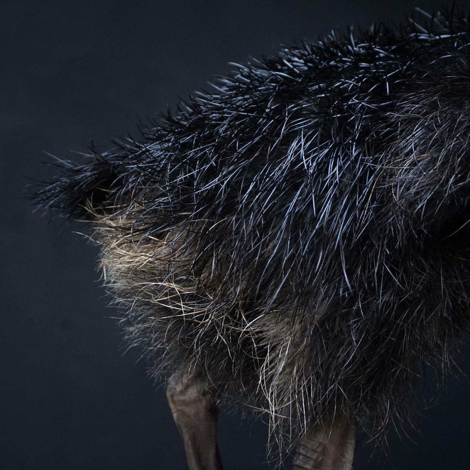 Fine Taxidermy Study 'Black Ostrich Juvenile' by Sinke & Van Tongeren 1
