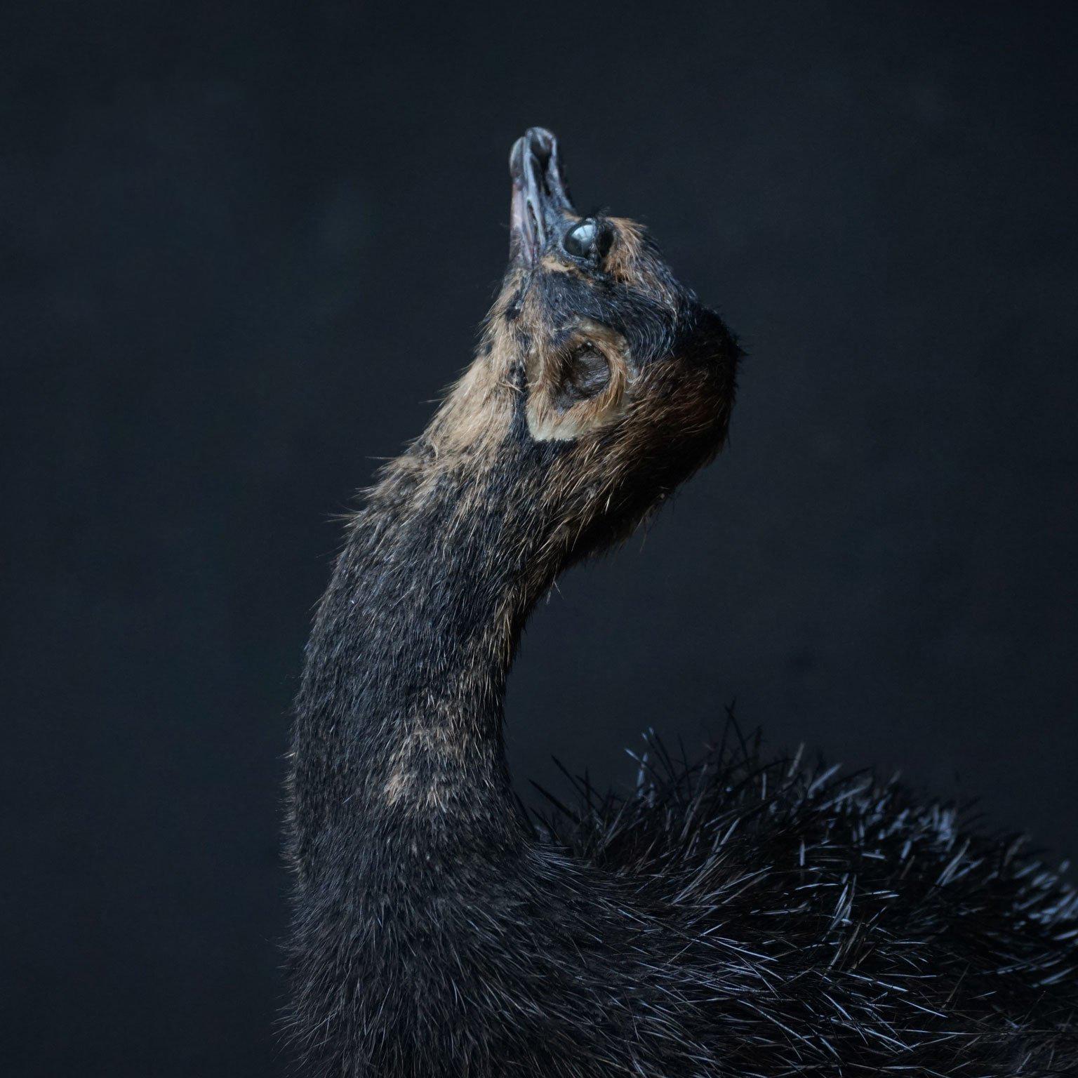 Fine Taxidermy Study 'Black Ostrich Juvenile' by Sinke & Van Tongeren 2
