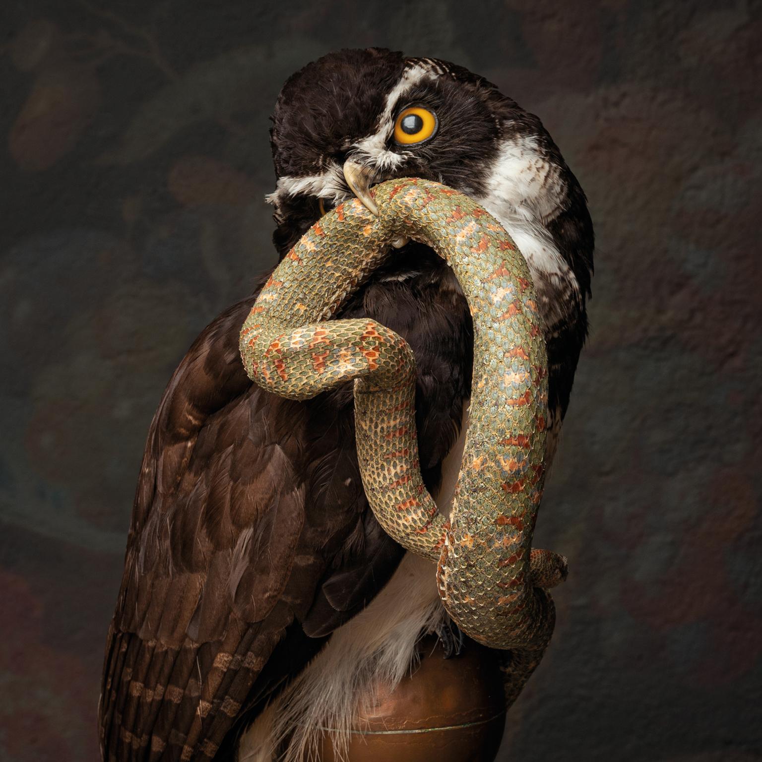 Fine Taxidermy The Spectacled Owl & Snake by Sinke & Van Tongeren For Sale 3