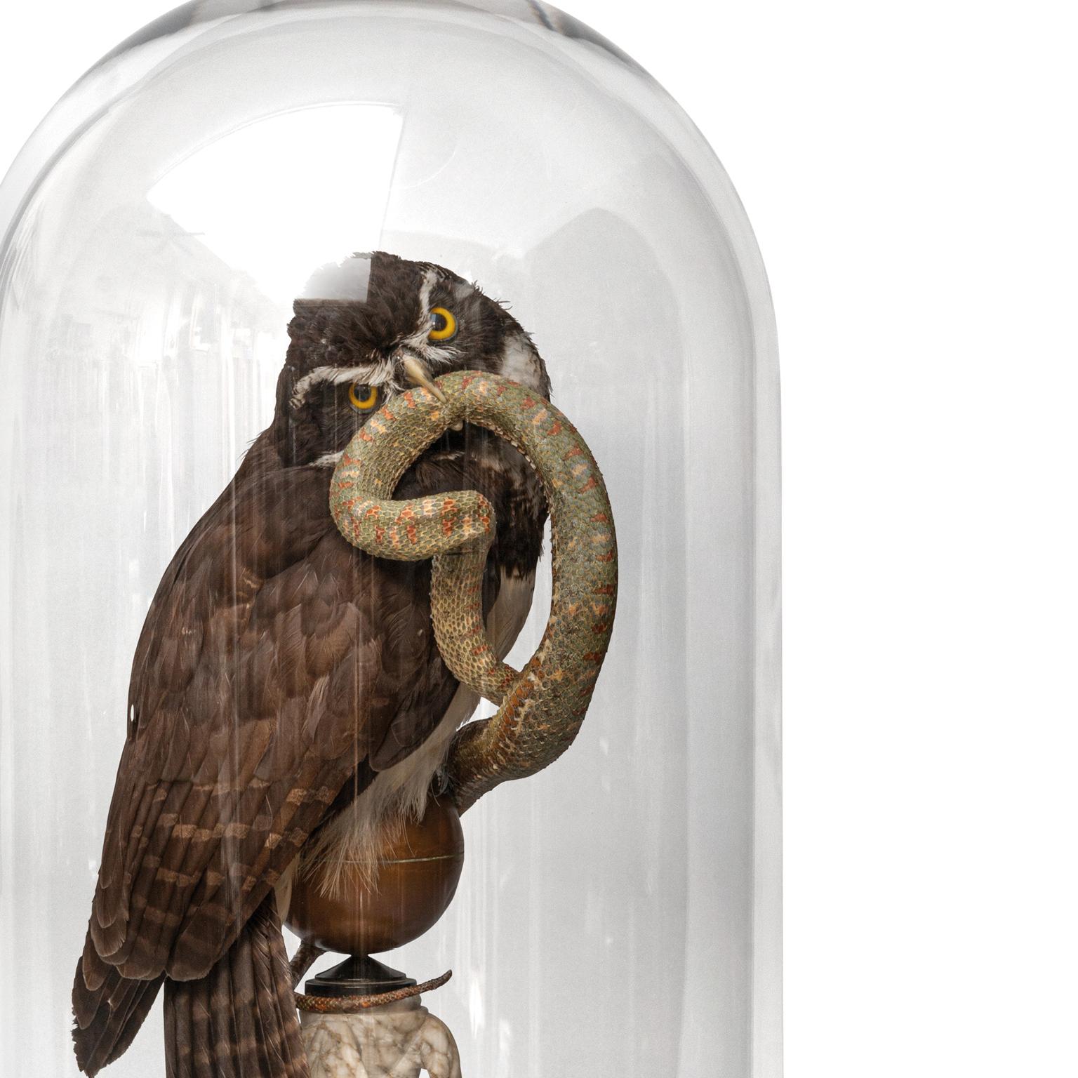 Fine Taxidermy The Spectacled Owl & Snake by Sinke & Van Tongeren For Sale 6
