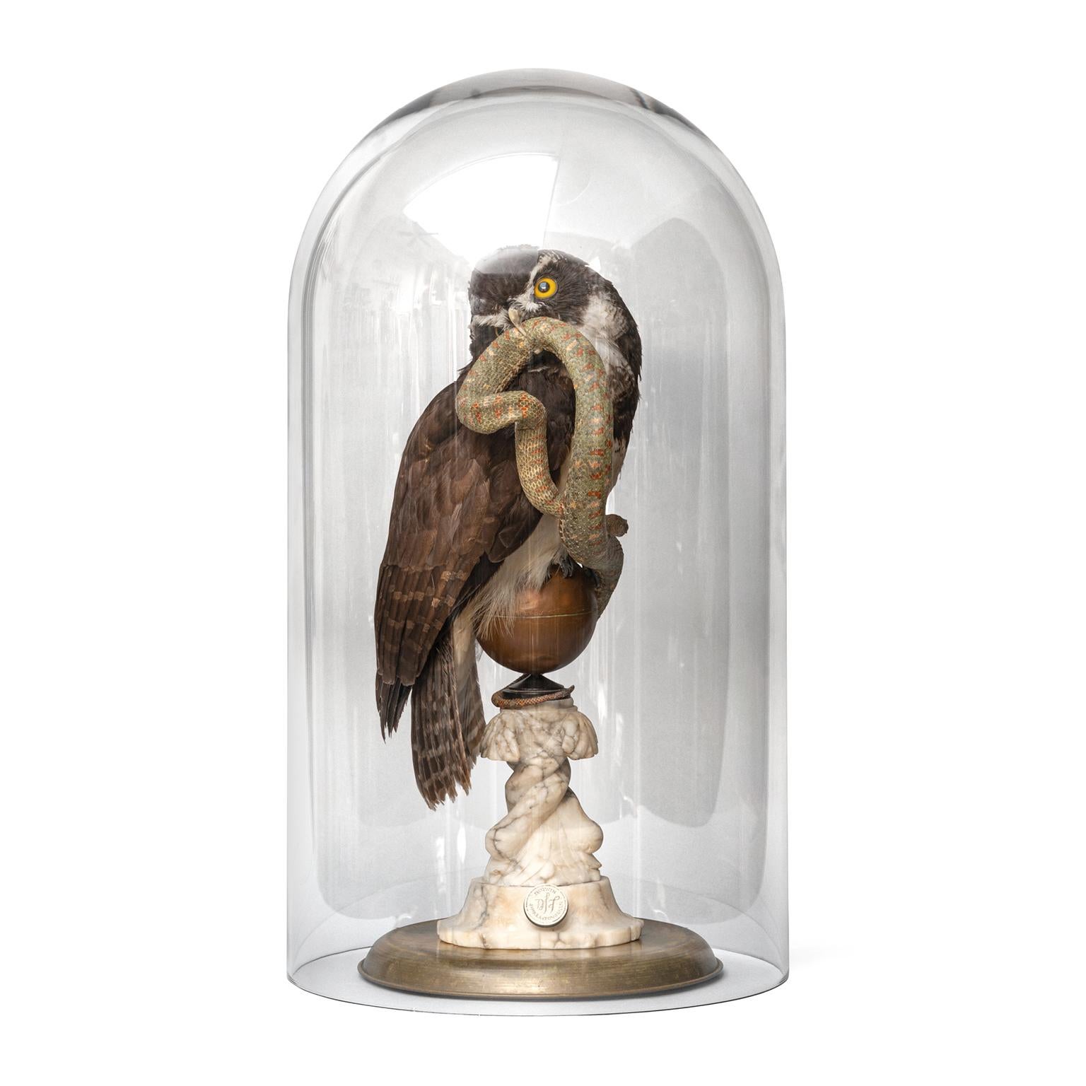 Fine Taxidermy The Spectacled Owl & Snake by Sinke & Van Tongeren For Sale 7