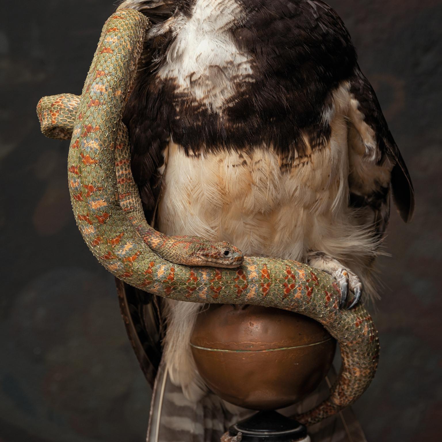 European Fine Taxidermy The Spectacled Owl & Snake by Sinke & Van Tongeren For Sale