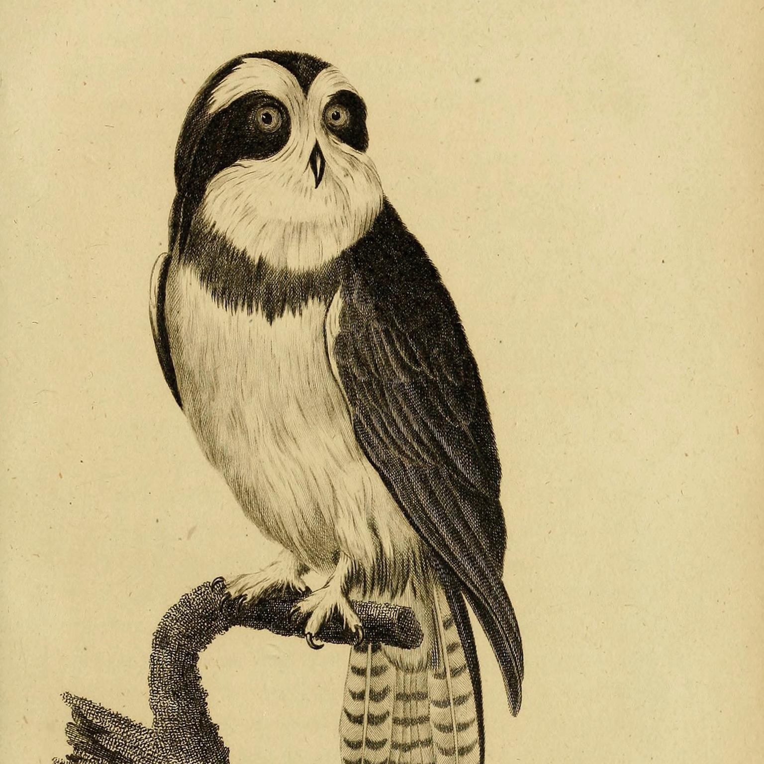 Fine Taxidermy The Spectacled Owl & Snake by Sinke & Van Tongeren In Excellent Condition For Sale In Haarlem, NL