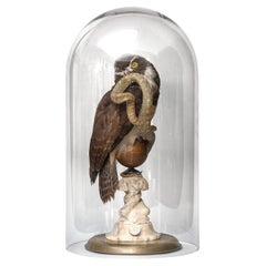 Vintage Fine Taxidermy The Spectacled Owl & Snake by Sinke & Van Tongeren