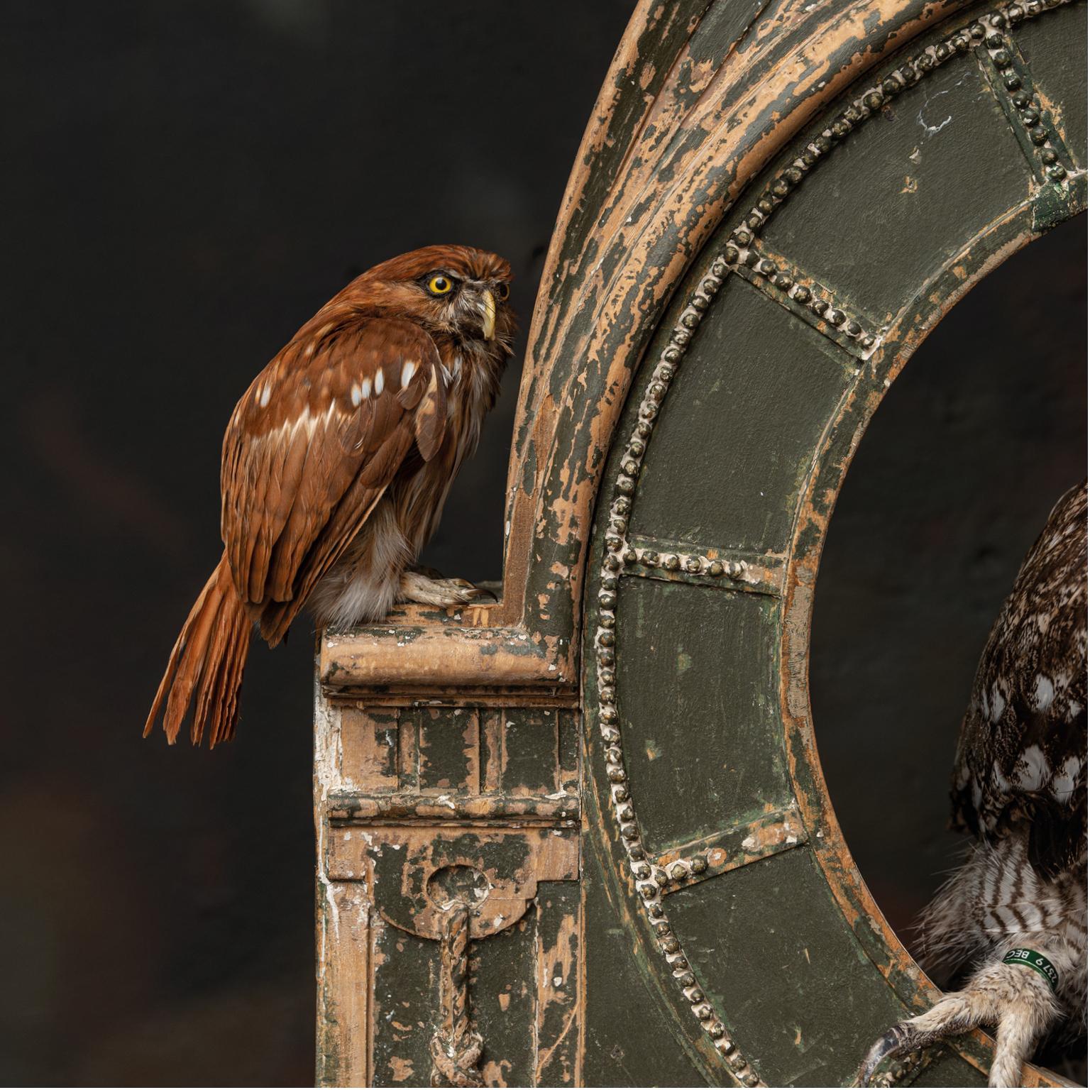 Fine Taxidermy Tower of Owls by Sinke & Van Tongeren For Sale 3