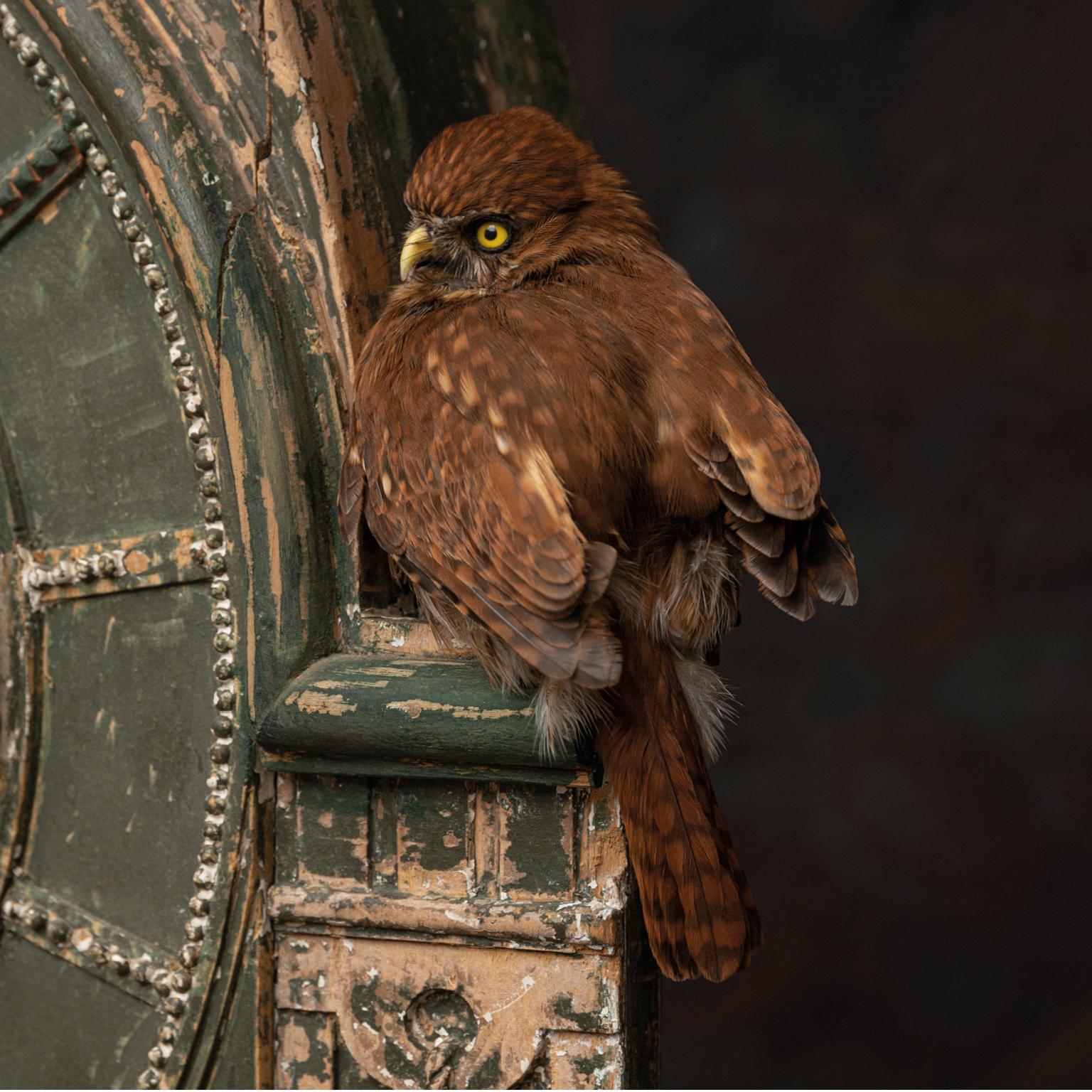 Fine Taxidermy Tower of Owls by Sinke & Van Tongeren For Sale 2