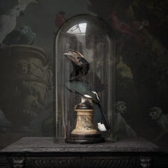 Fine Taxidermy Trumpeter Hornbill by Sinke & Van Tongeren