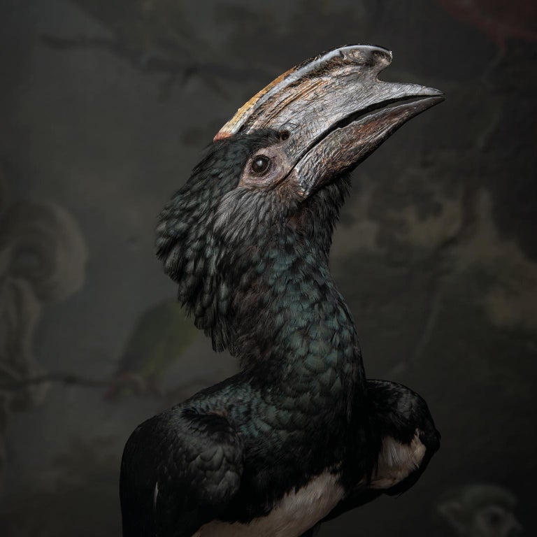 Fine Taxidermy Trumpeter Hornbill By Sinke And Van Tongeren At 1stdibs