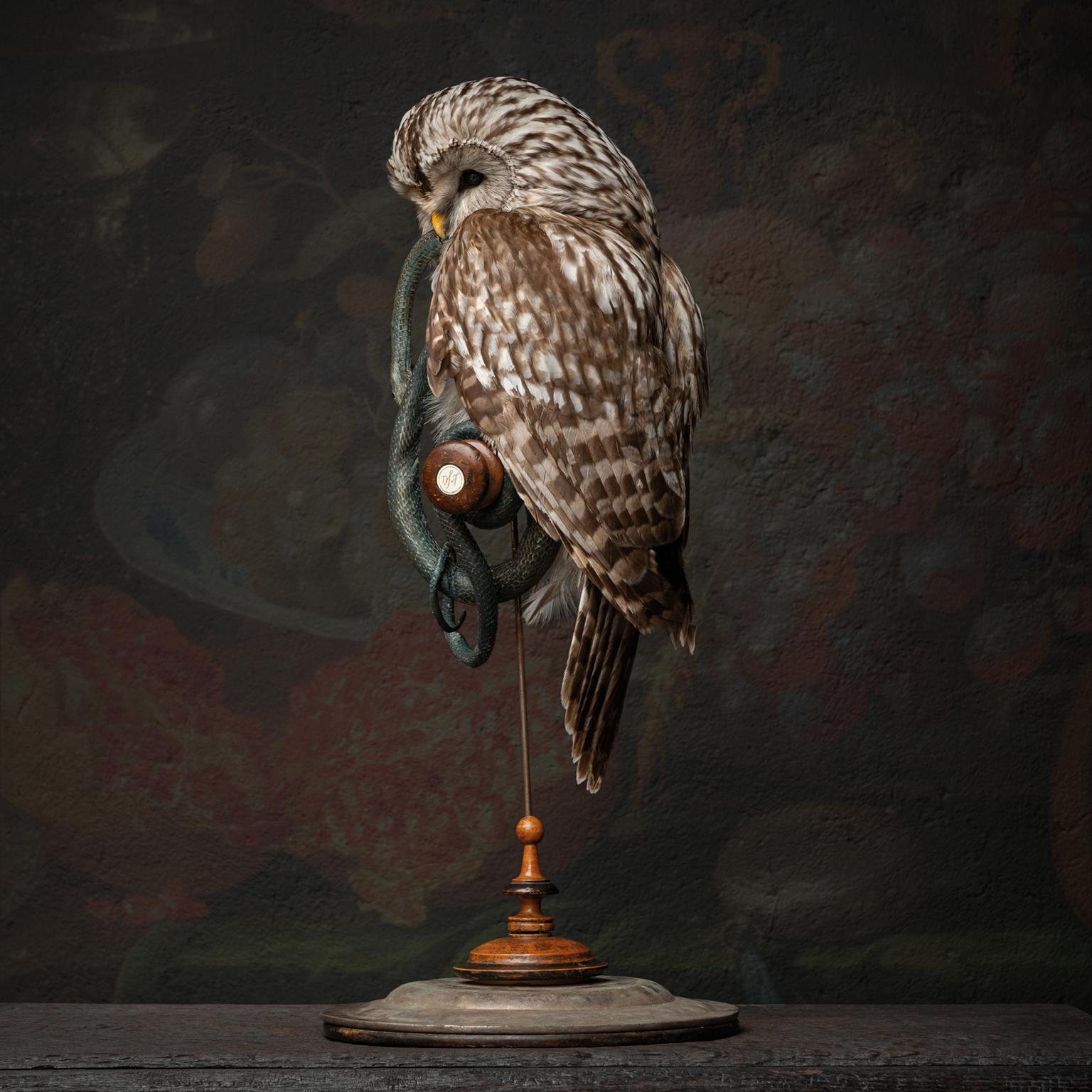 Fine Taxidermy Ural Owl & Black Mamba by Sinke & Van Tongeren 4