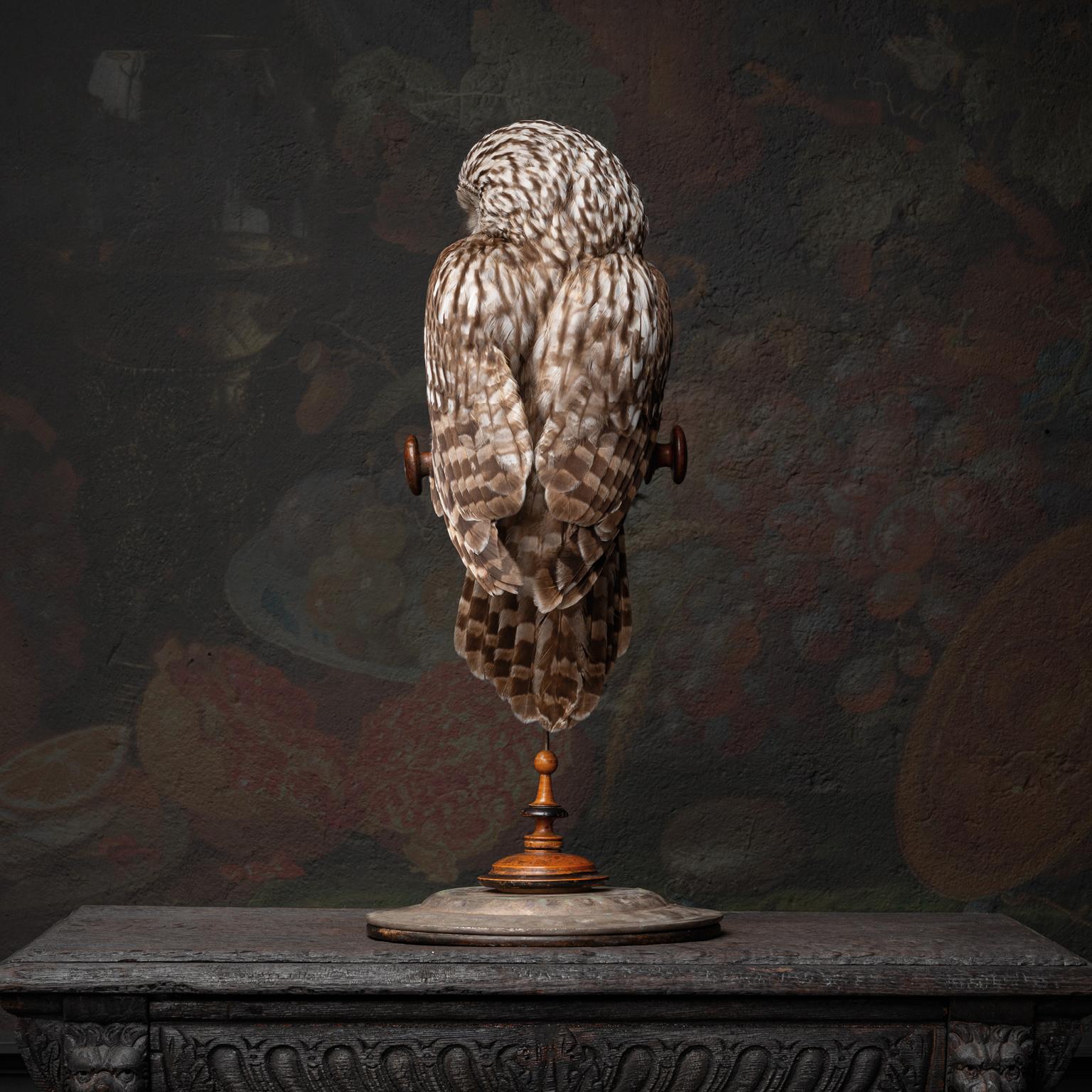 Victorian Fine Taxidermy Ural Owl & Black Mamba by Sinke & Van Tongeren