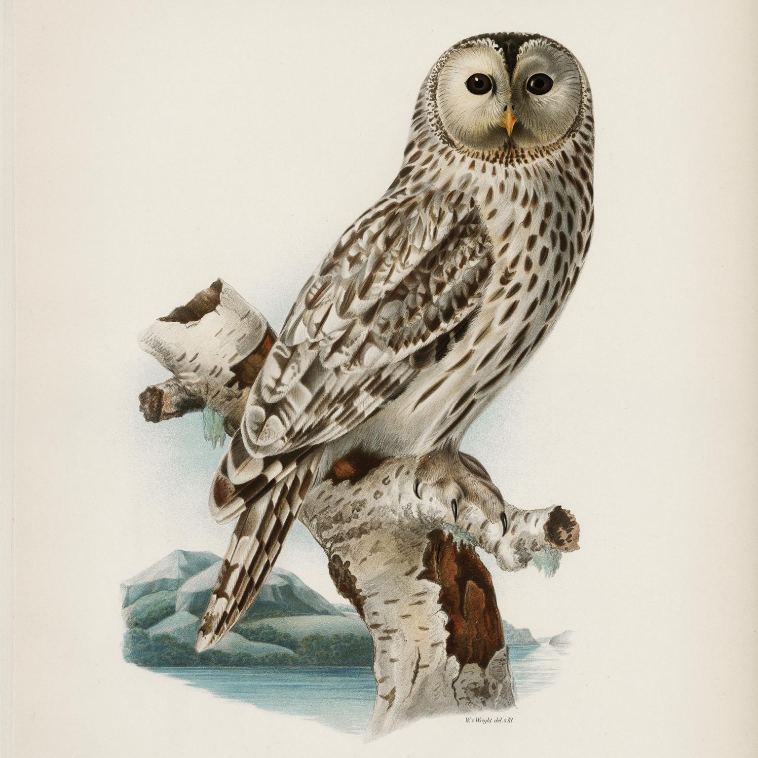 European Fine Taxidermy Ural Owl & Black Mamba by Sinke & Van Tongeren