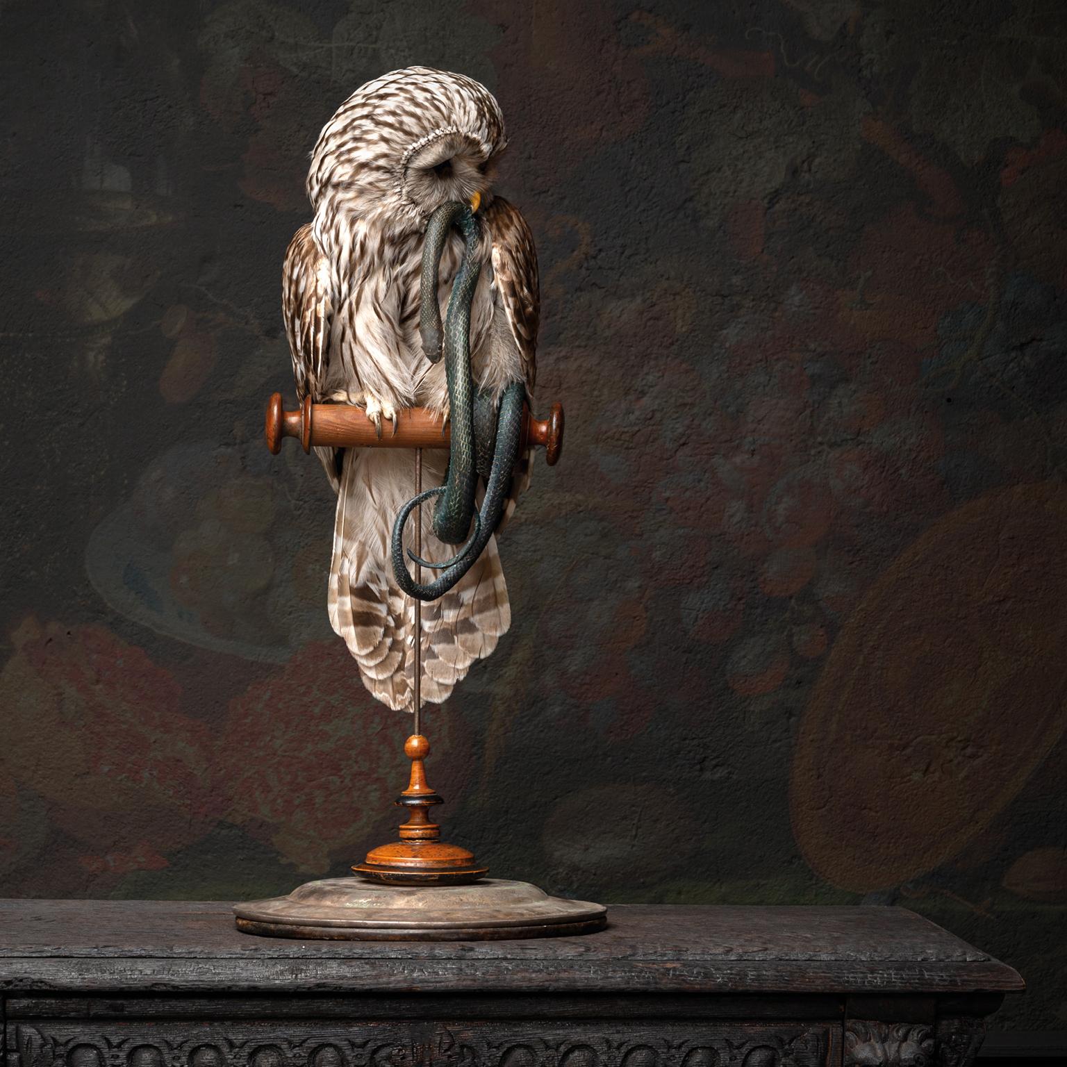Fine Taxidermy Ural Owl & Black Mamba by Sinke & Van Tongeren In Excellent Condition In Haarlem, NL