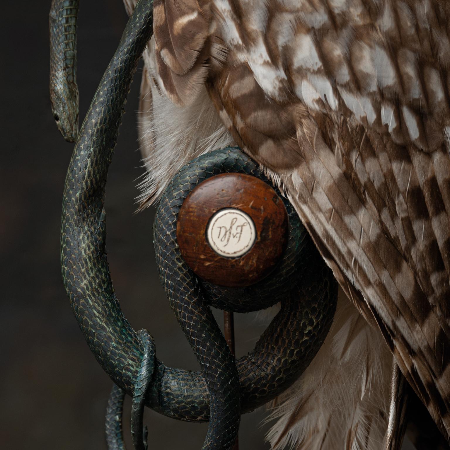 Contemporary Fine Taxidermy Ural Owl & Black Mamba by Sinke & Van Tongeren