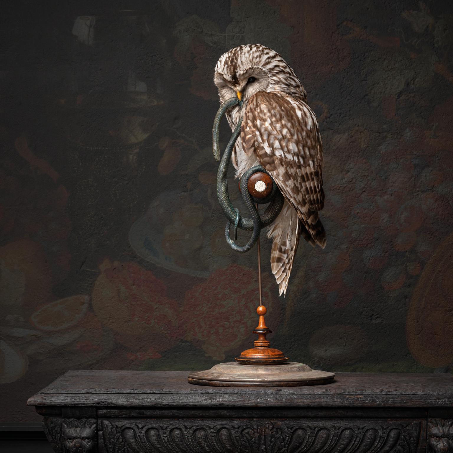 Animal Skin Fine Taxidermy Ural Owl & Black Mamba by Sinke & Van Tongeren