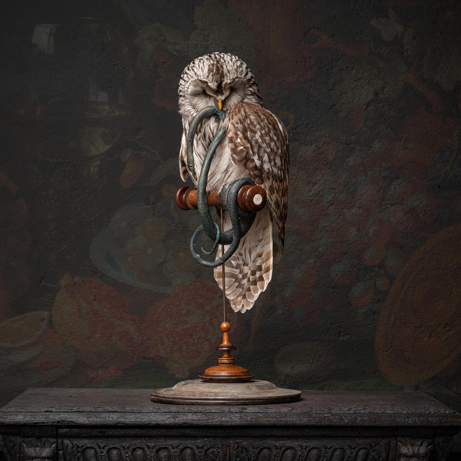 Fine Taxidermy Ural Owl & Black Mamba by Sinke & Van Tongeren 1