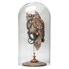Fine Taxidermy Ural Owl & Black Mamba by Sinke & Van Tongeren