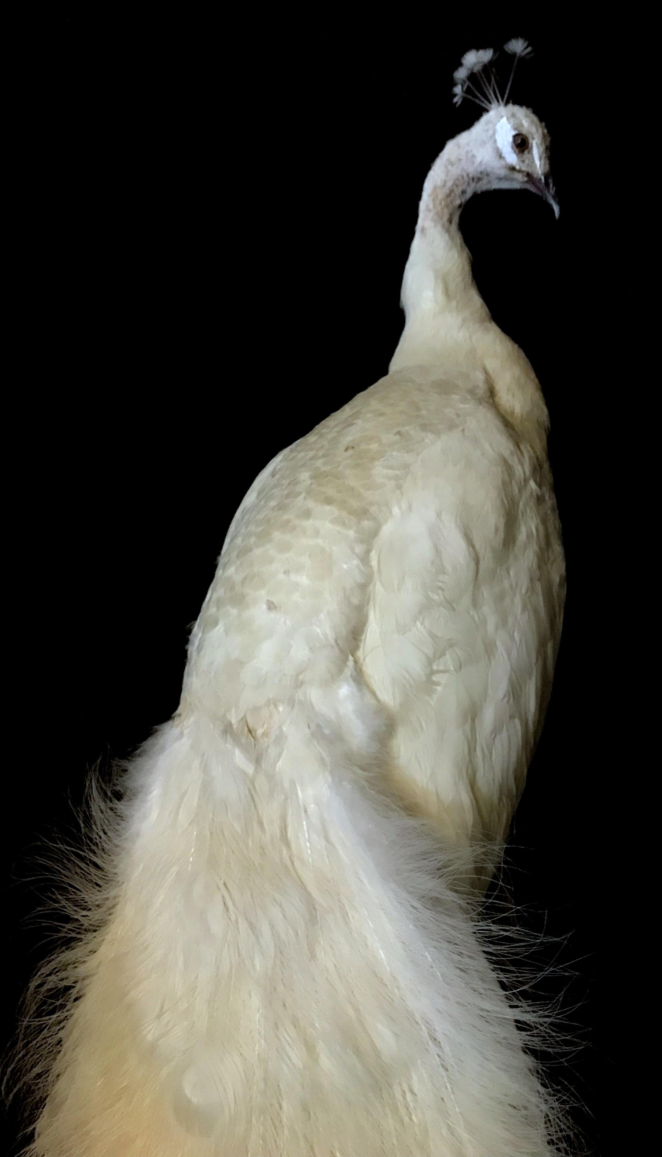 Newly made taxidermy white peacock. The peacock is made very life like with lots of details. It is placed on a stylish black base.