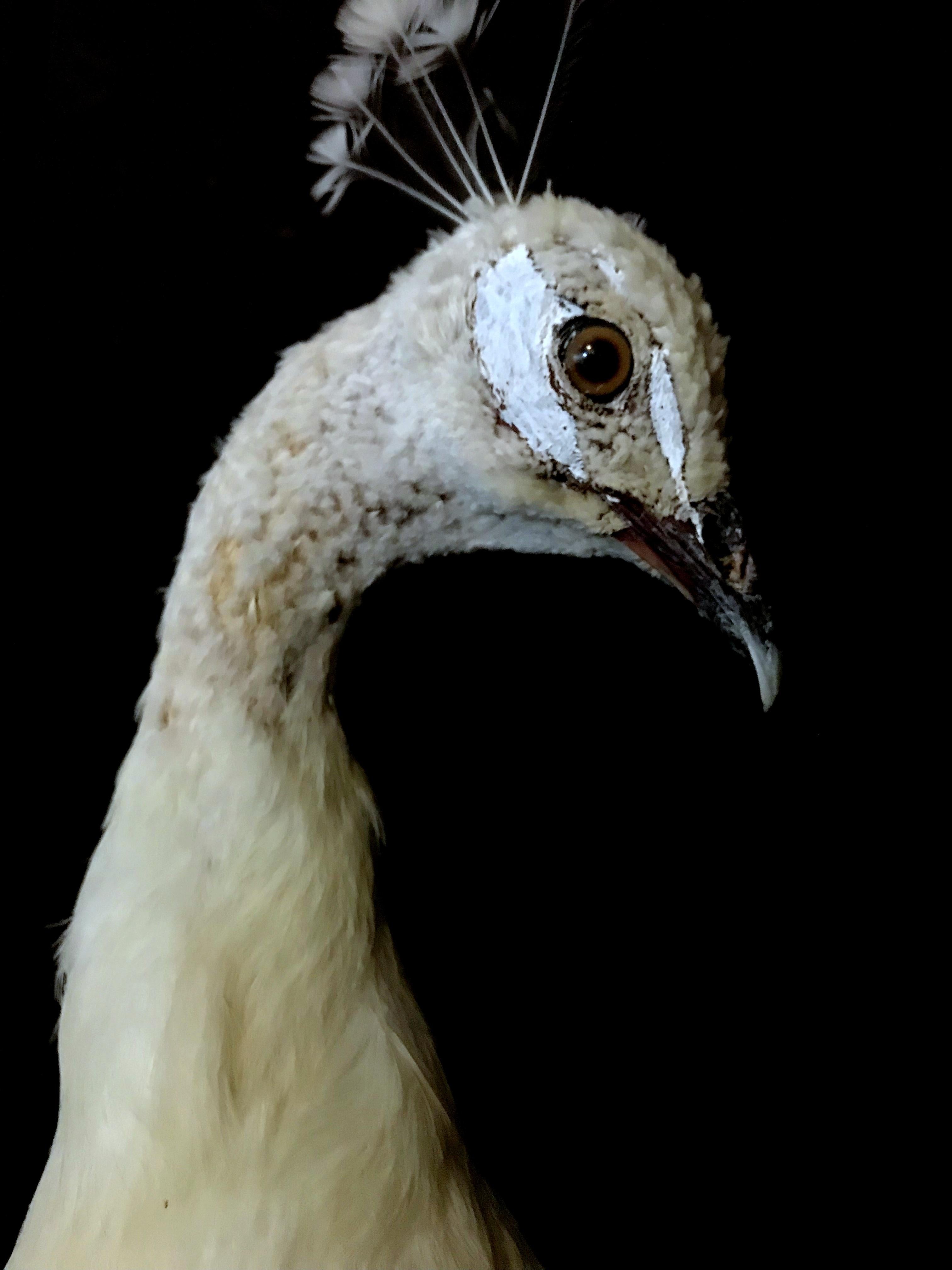 white peacock taxidermy