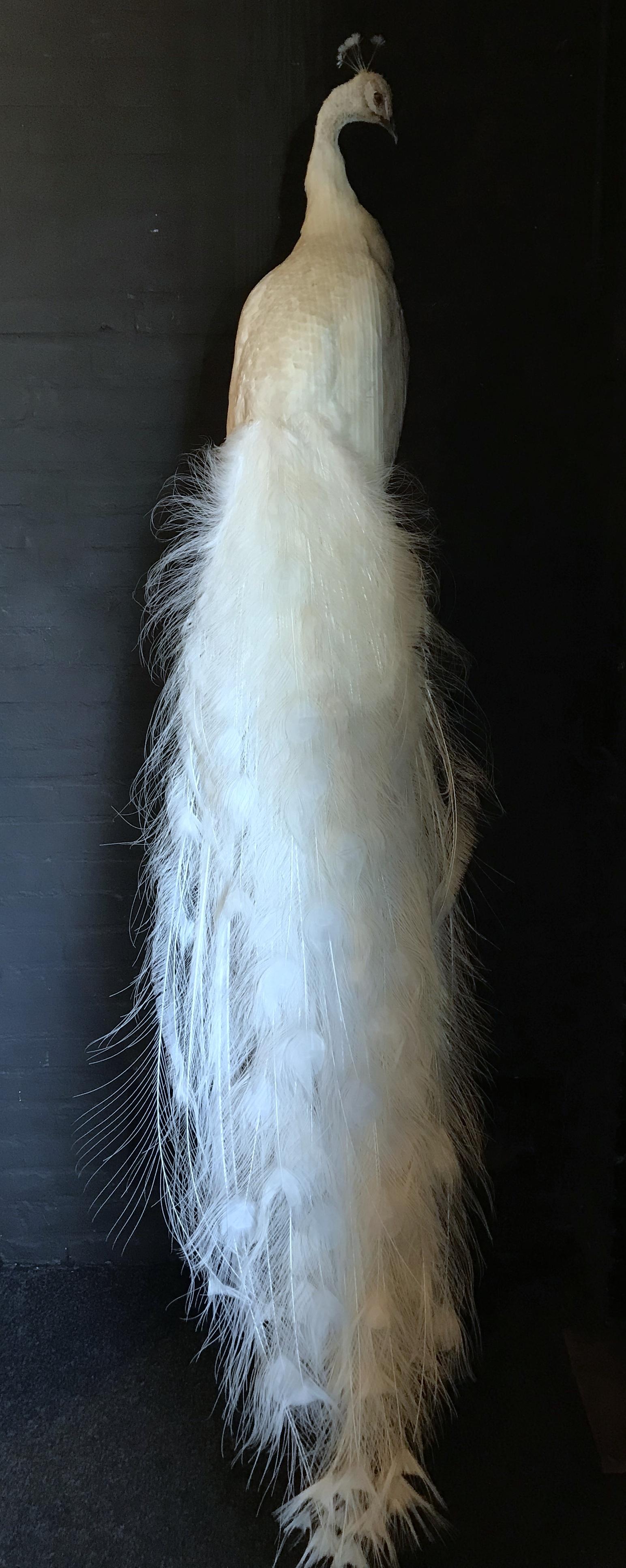 white taxidermy peacock