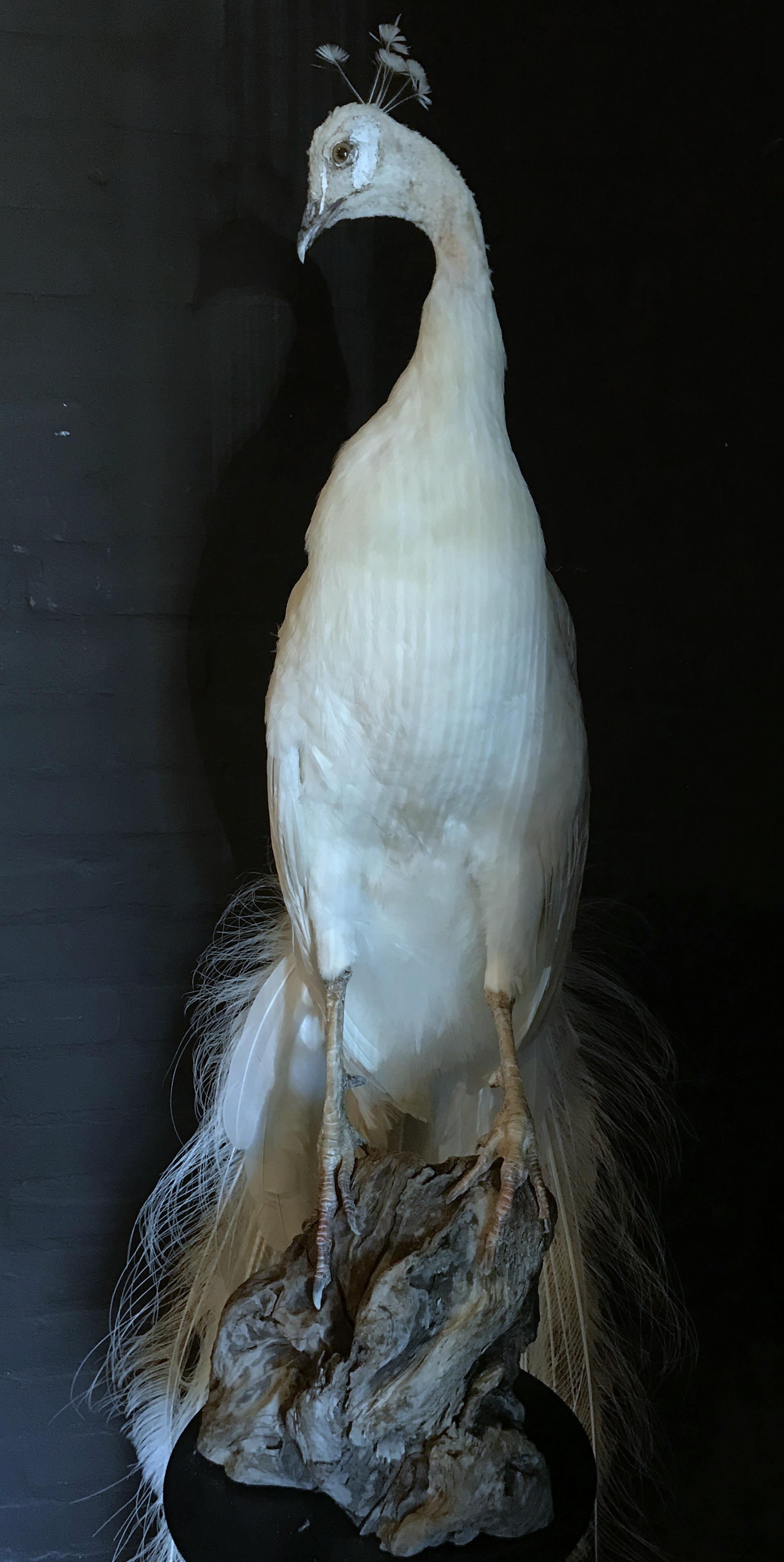 Dutch Fine Taxidermy White Peacock