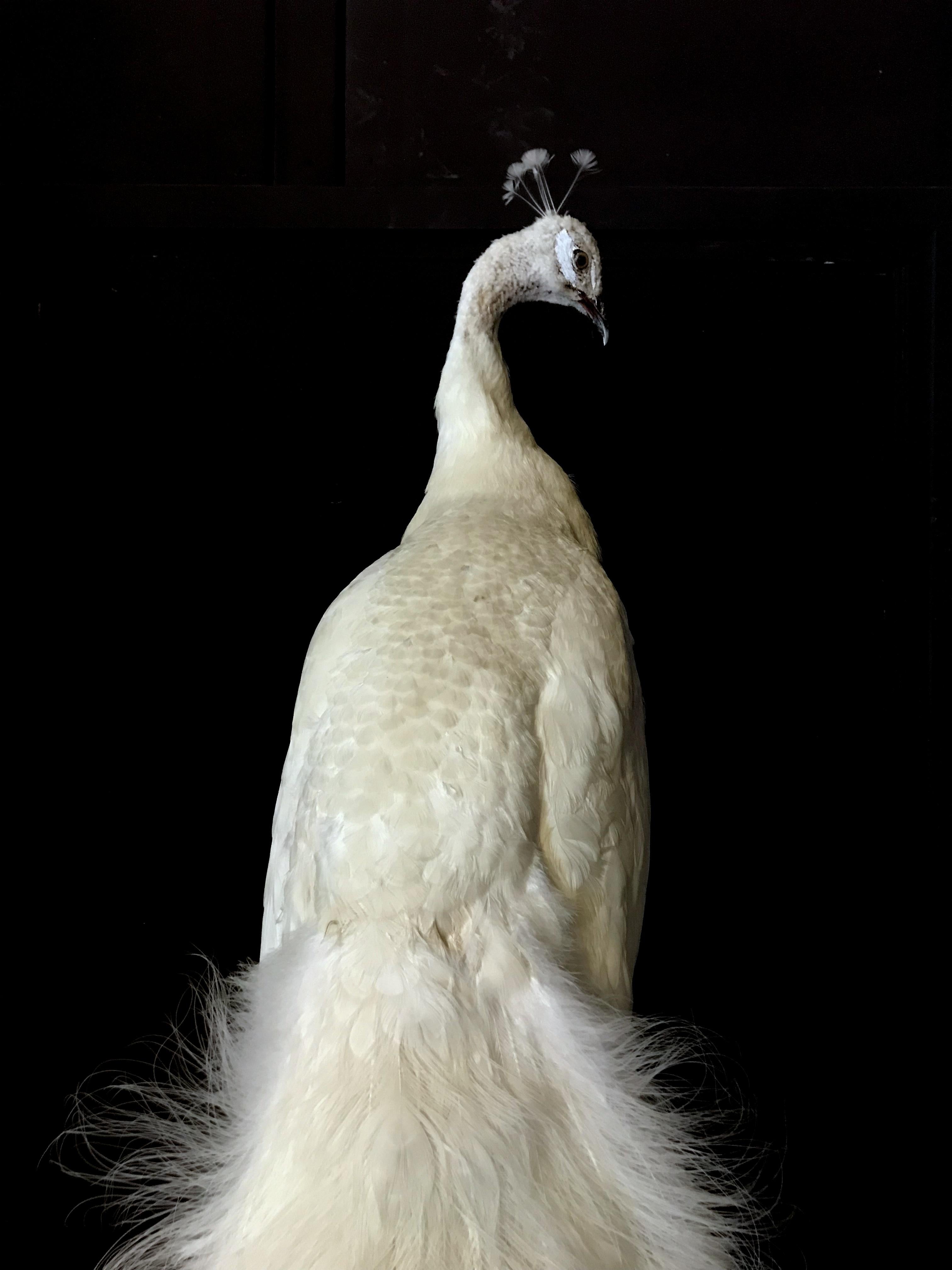 Fine Taxidermy White Peacock In Excellent Condition In Eindhoven, NL