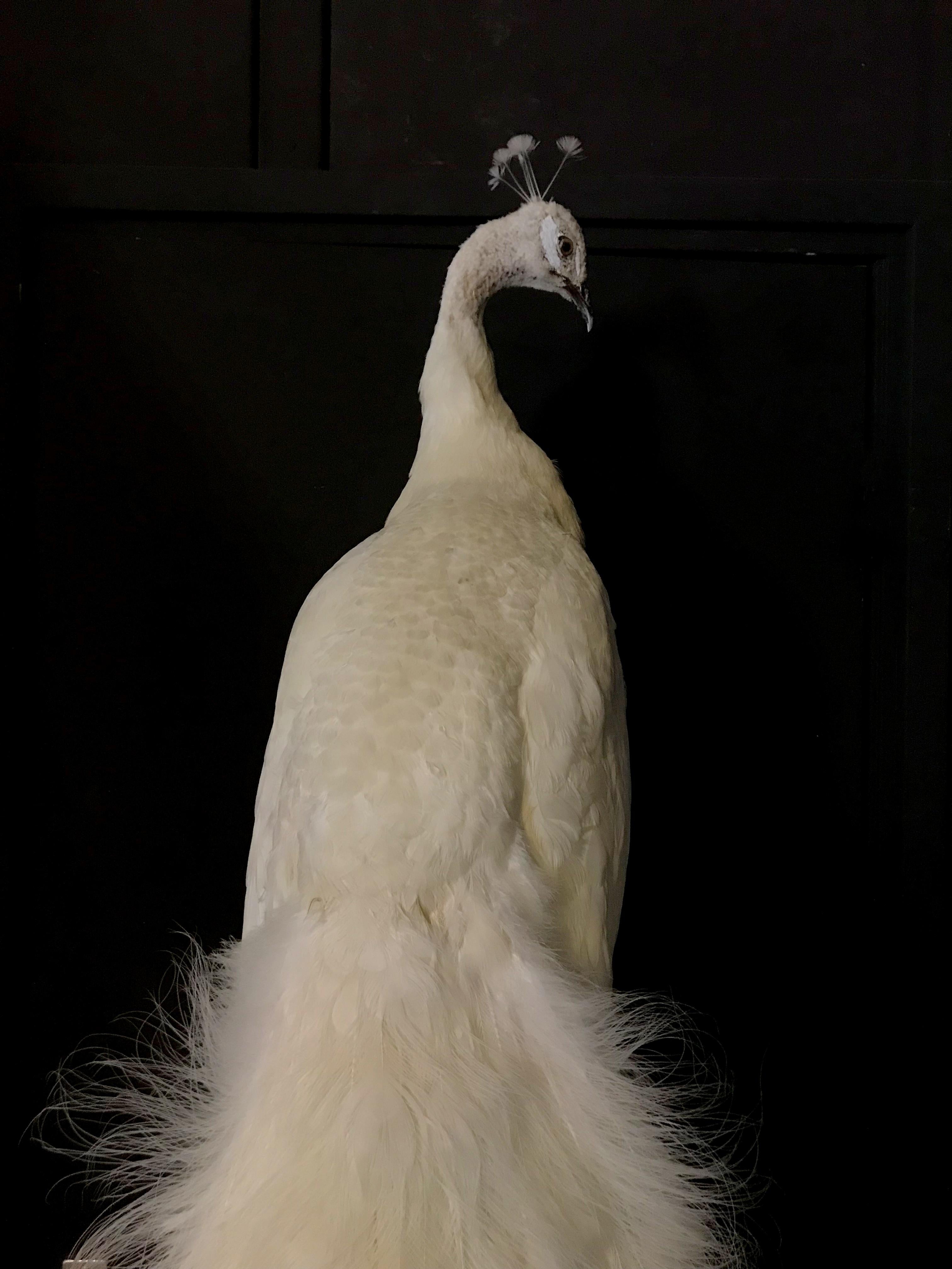 Contemporary Fine Taxidermy White Peacock