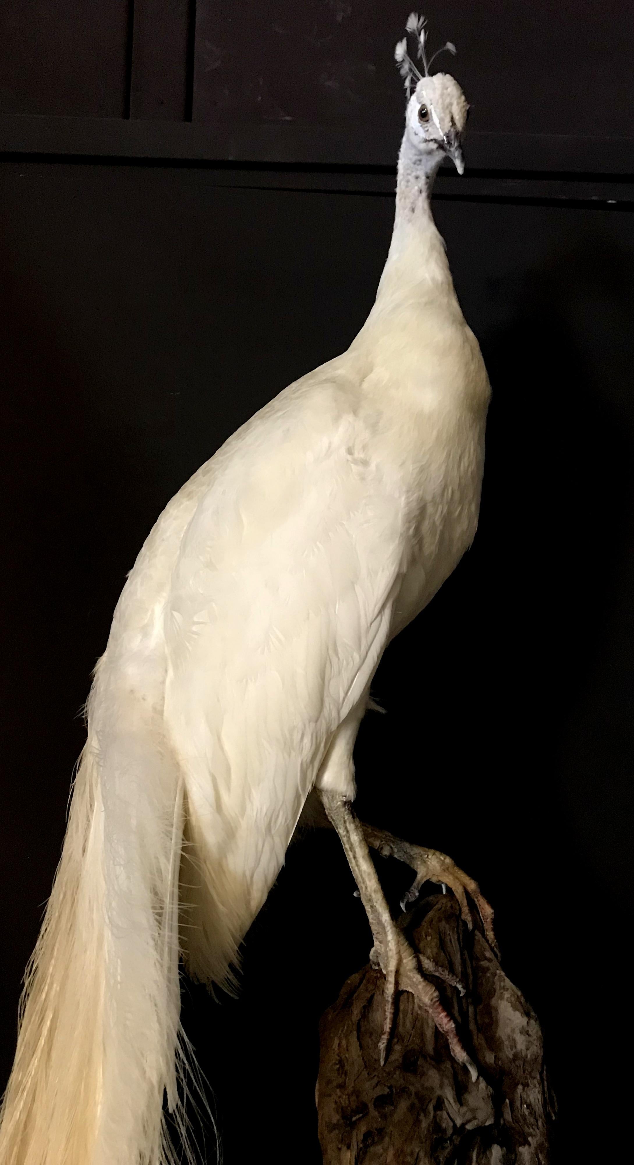 Feathers Fine Taxidermy White Peacock