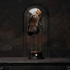 Fine Taxidermy Yellow Headed Caracara by Sinke & Van Tongeren