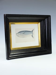 Pregevole litografia vittoriana a colori: Il pesce luna più lungo" Londra, 1884