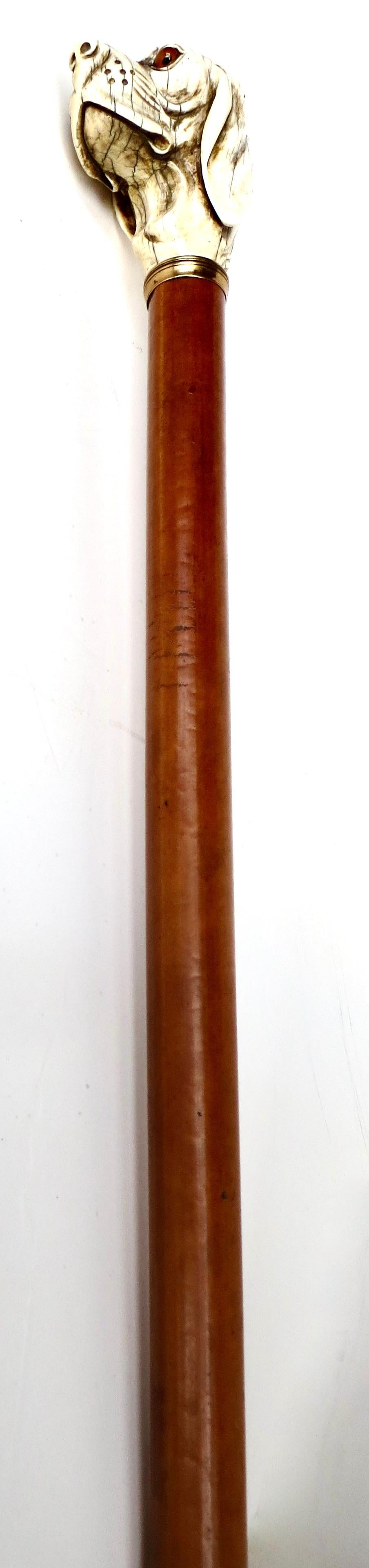 Feiner viktorianischer Spazierstock; Knochen geschnitzter Hundekopfgriff; Kirschbaumholz um 1880 im Angebot 3