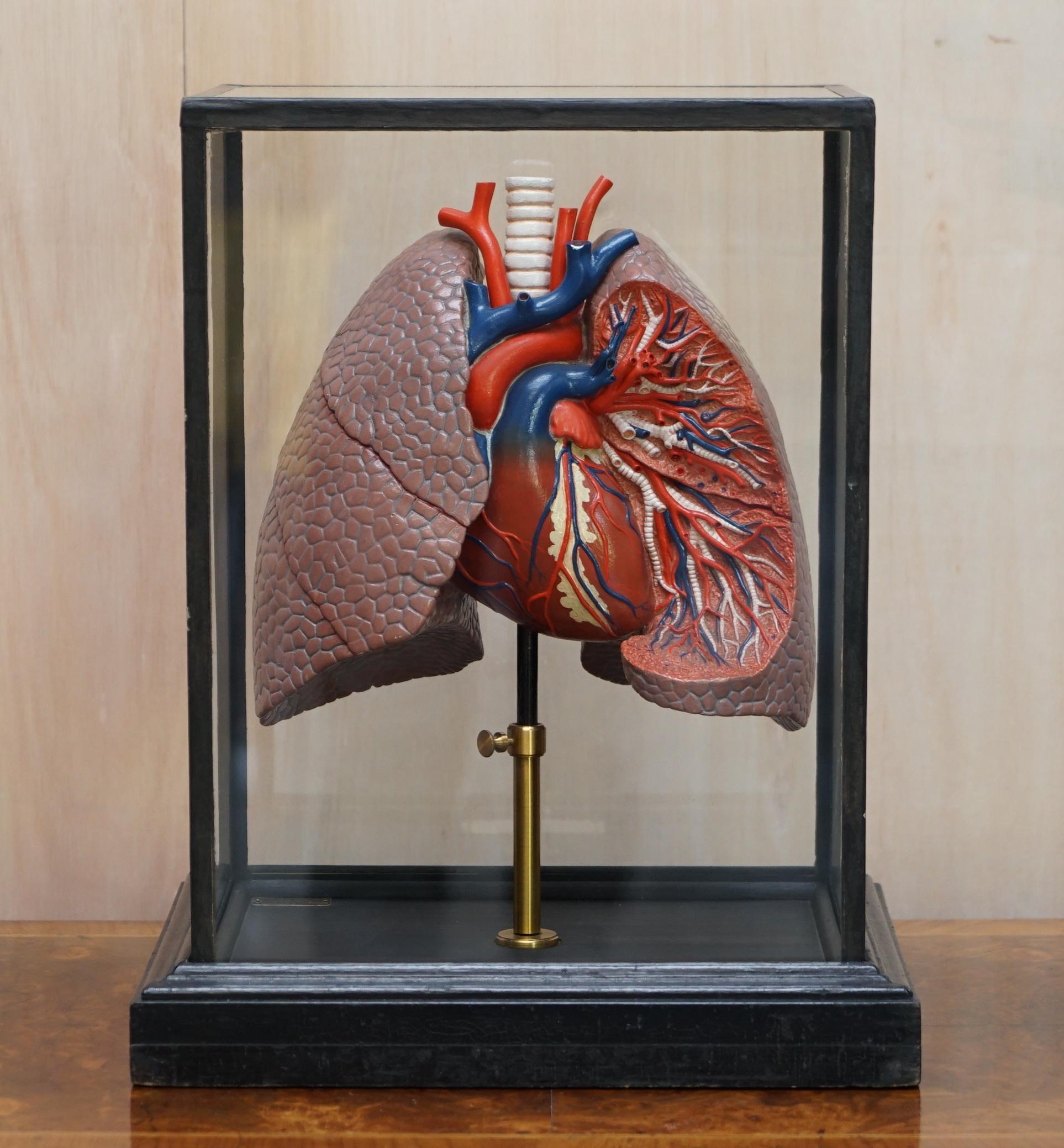 We are delighted to offer for sale this lovely vintage French anatomical medical teaching aid of a lung with a plaque reading Anatomie Humaine, Poumons & Coeur made by Deyrolle Paris.

A very good looking and well made piece, hand made in France,