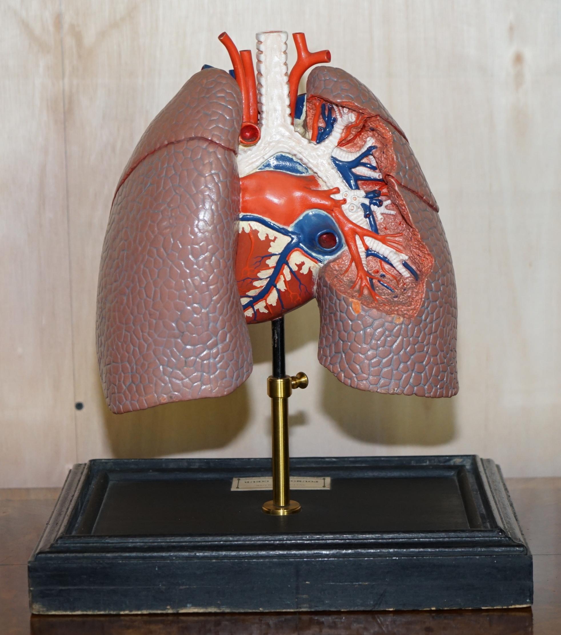 French Fine Vintage Deyrolle Paris Anatomical Model of Human Lungs in Display Case For Sale