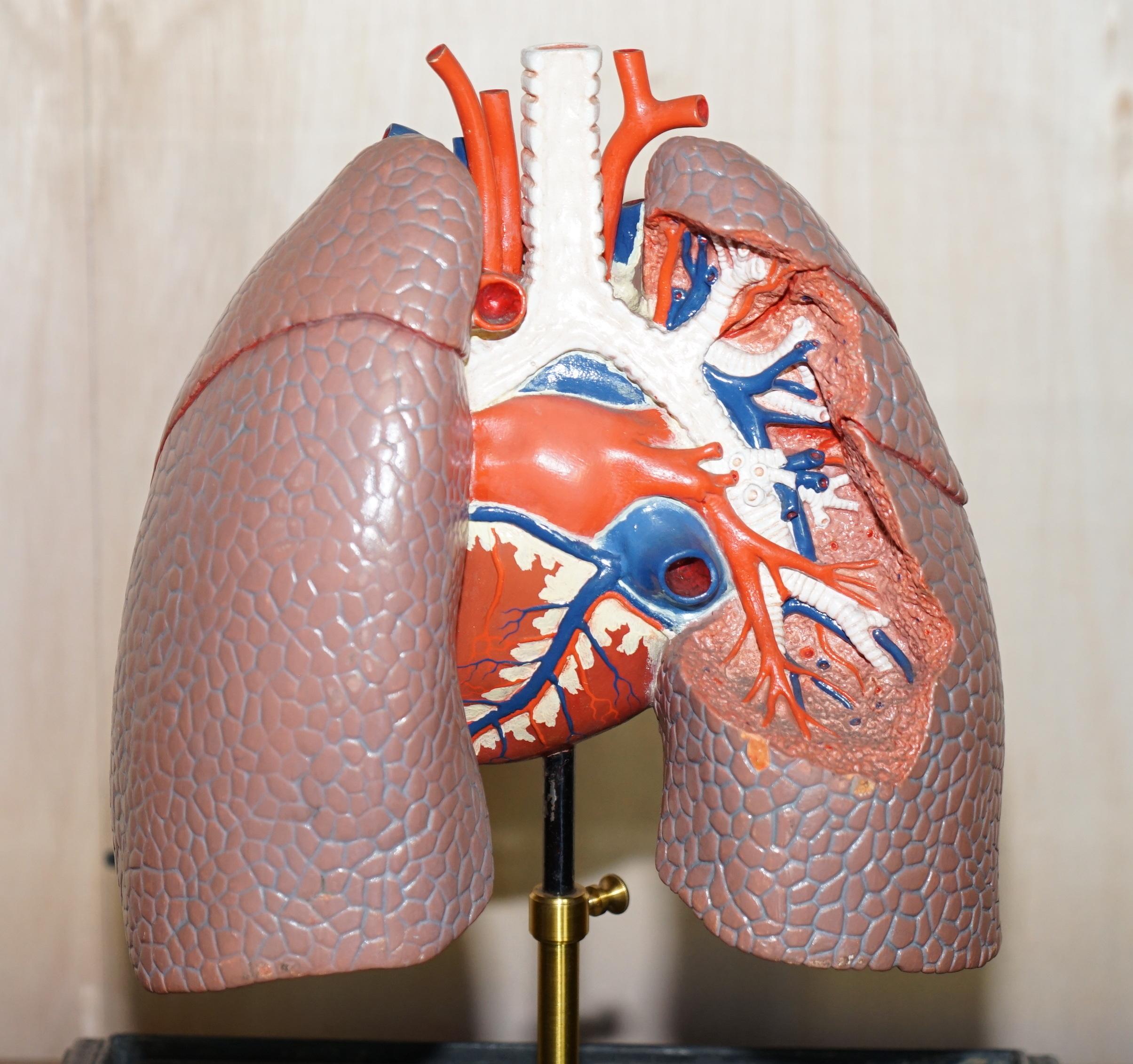 Hand-Crafted Fine Vintage Deyrolle Paris Anatomical Model of Human Lungs in Display Case For Sale