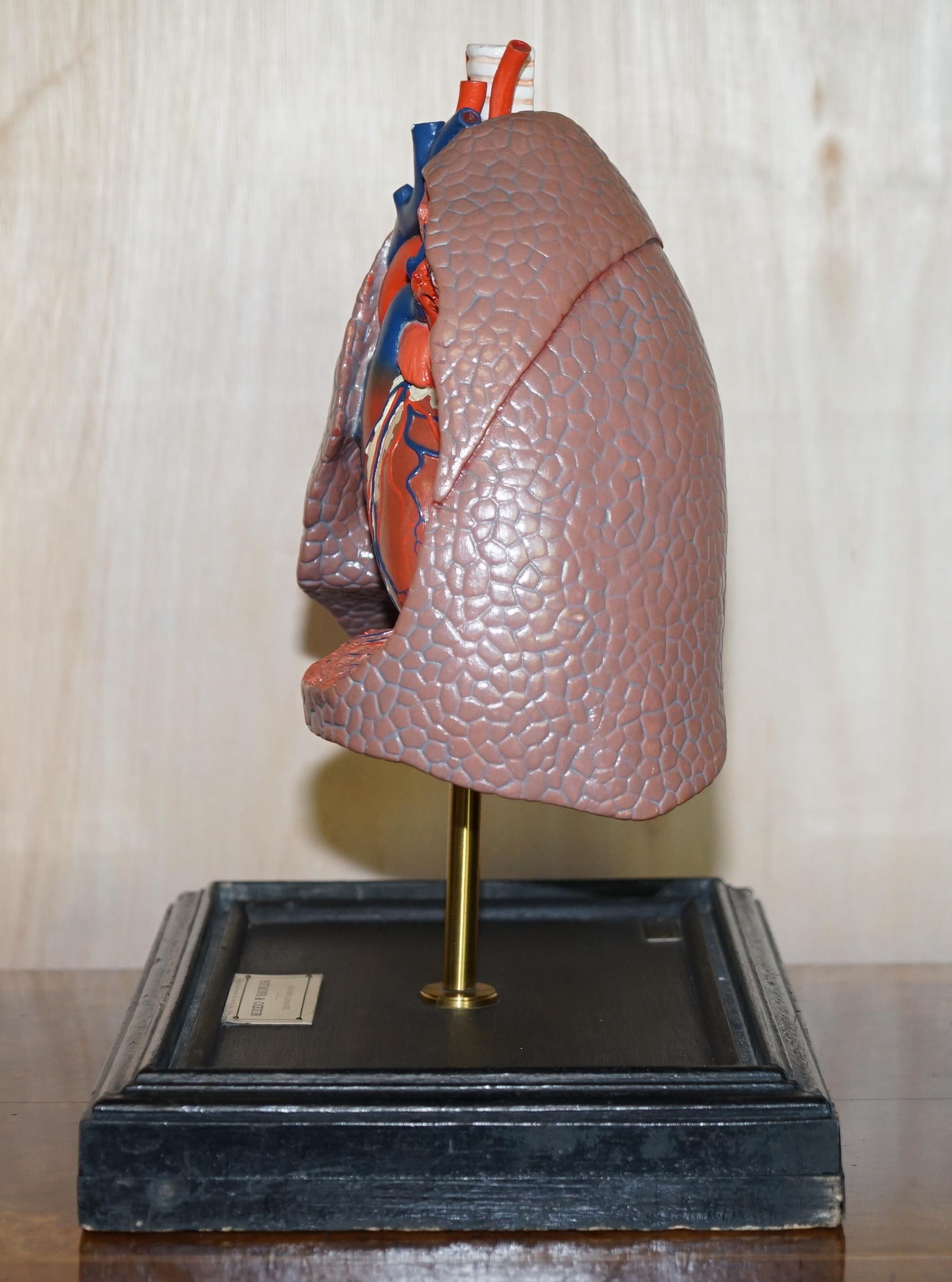 20th Century Fine Vintage Deyrolle Paris Anatomical Model of Human Lungs in Display Case For Sale