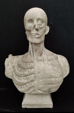 Finely Detailed Anatomical Bust from the Houdon Model - H 60 cm - Carrara Marble