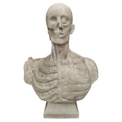 Finely Detailed Anatomical Bust from the Houdon Model - H 60 cm - Carrara Marble