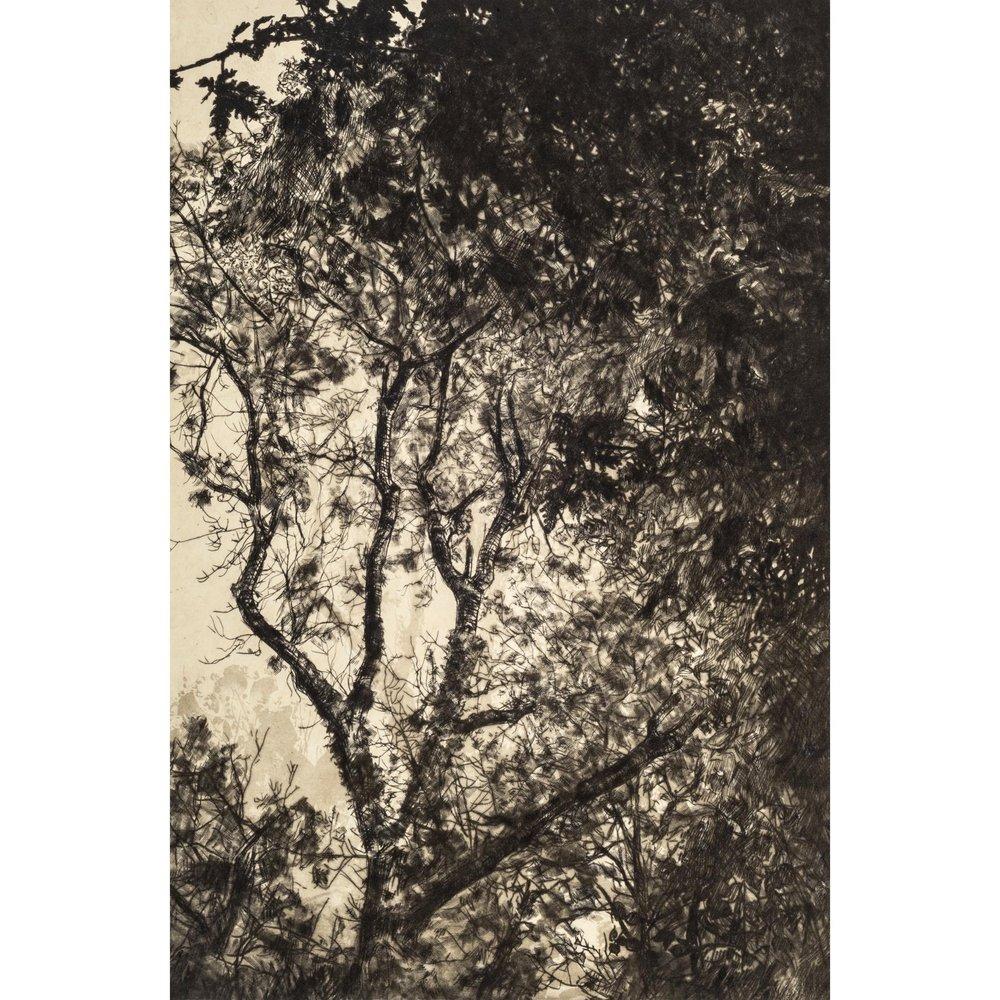 Autumn Light - Print by Fiona Hamilton 