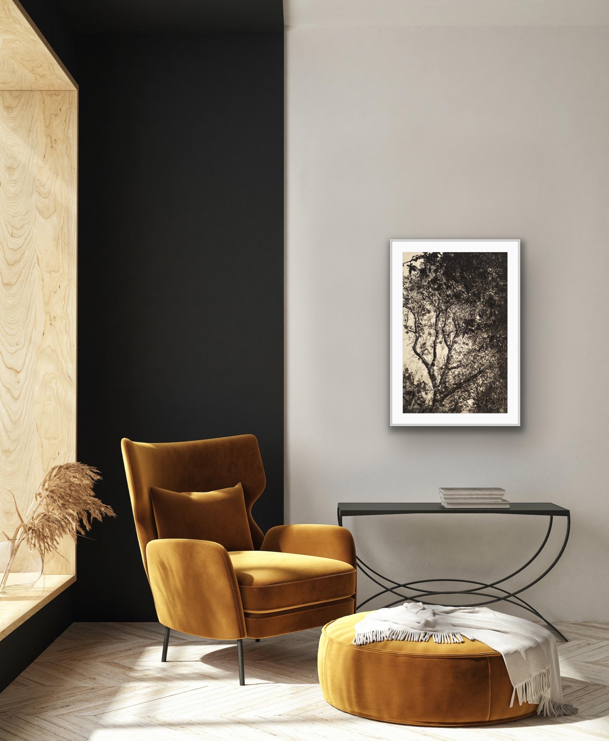 Luce d'autunno, Stampa a tiratura limitata, Paesaggio, Albero, Arte della natura in vendita 5