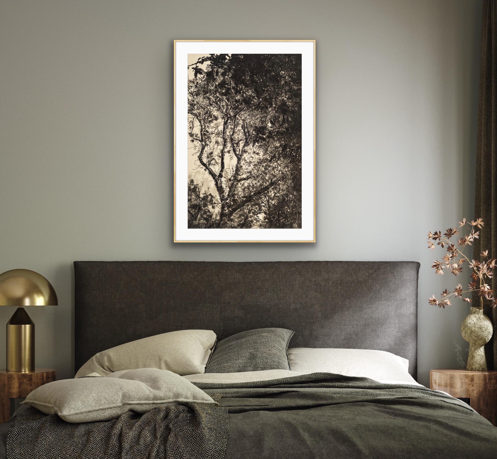 Luce d'autunno, Stampa a tiratura limitata, Paesaggio, Albero, Arte della natura in vendita 6