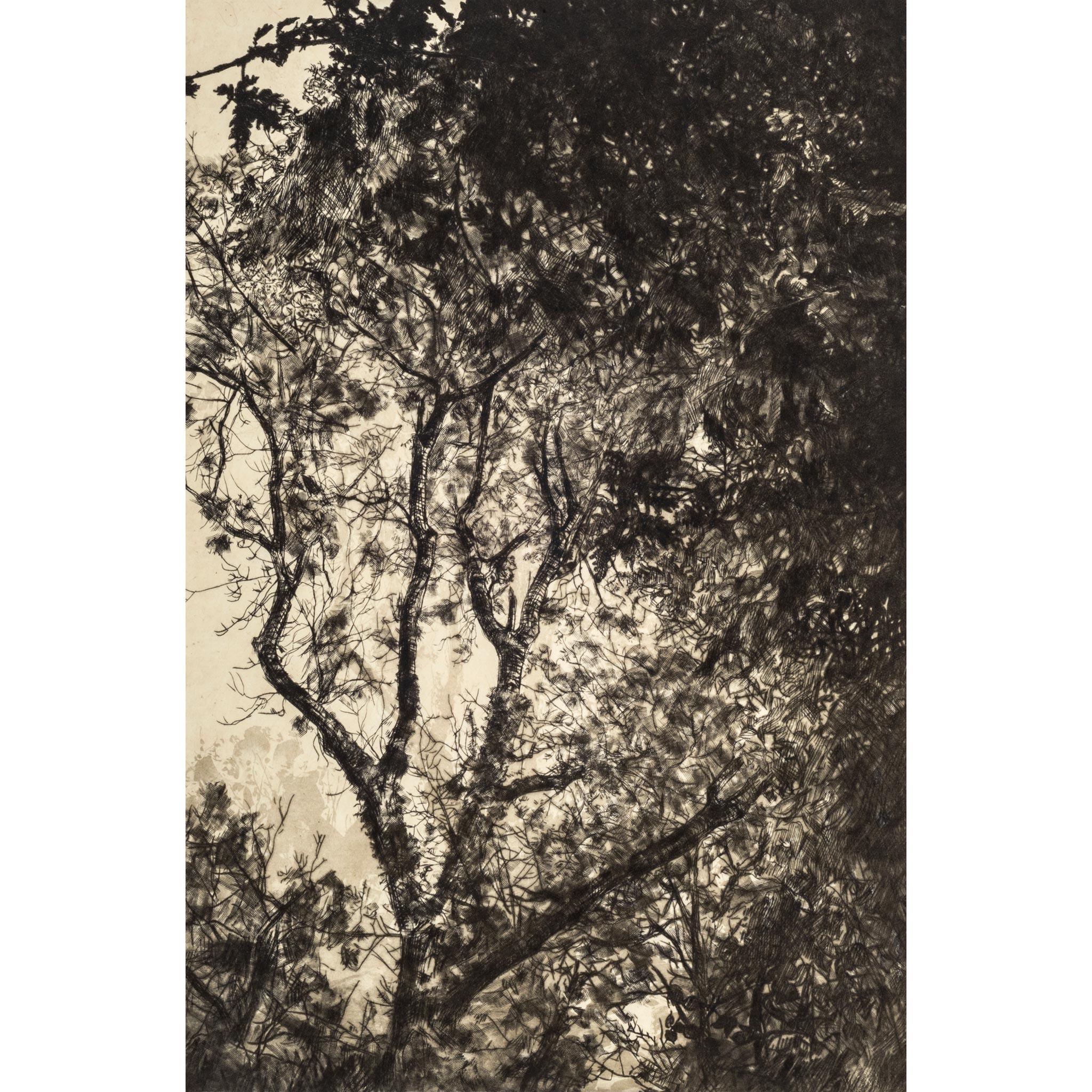 Luce d'autunno, Stampa a tiratura limitata, Paesaggio, Albero, Arte della natura - Print di Fiona Hamilton 