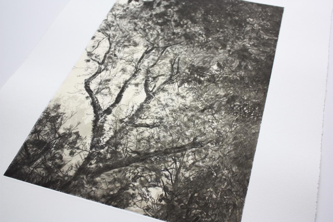 Luce d'autunno, Stampa a tiratura limitata, Paesaggio, Albero, Arte della natura - Print Contemporaneo di Fiona Hamilton 