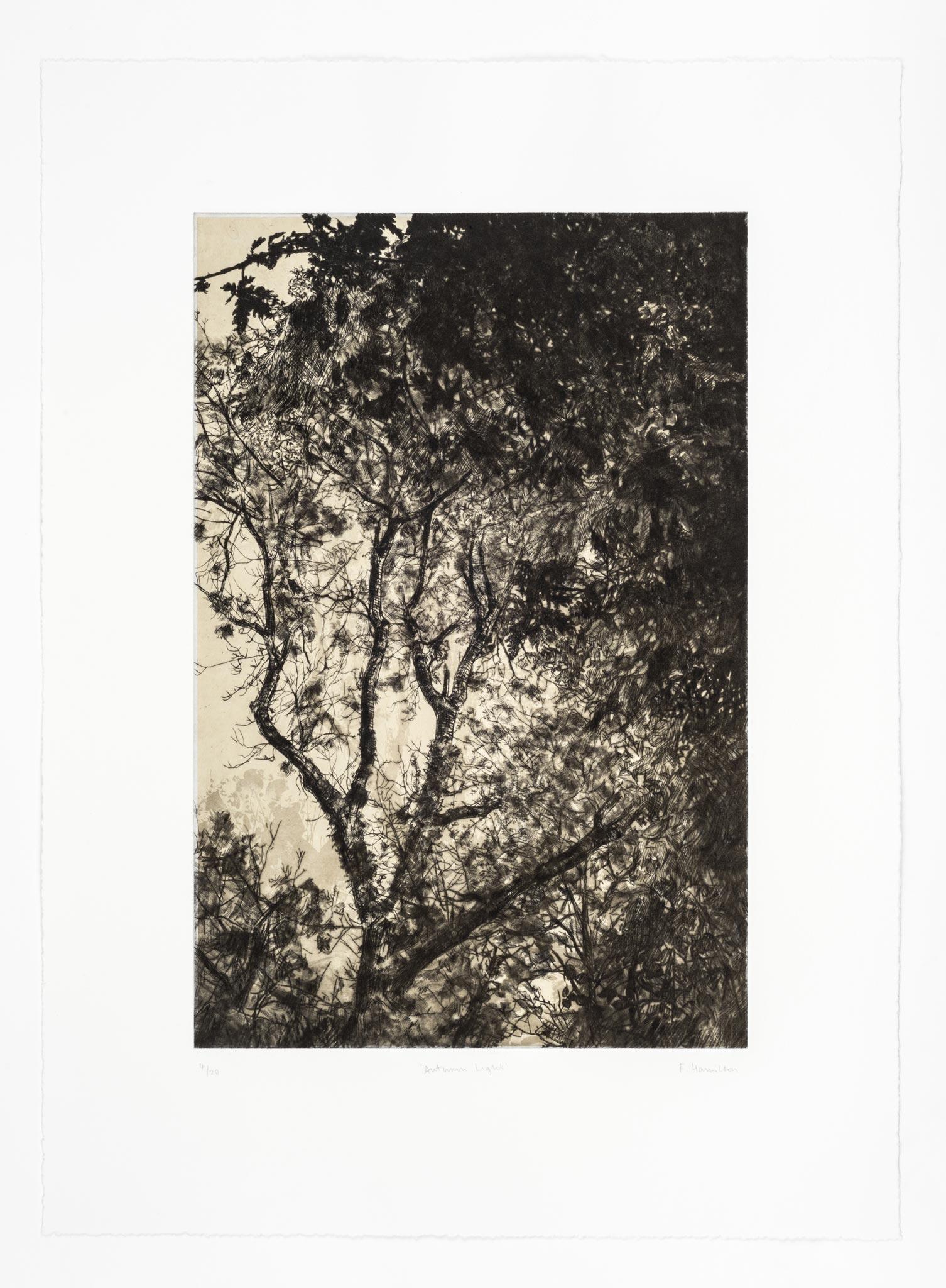Luce d'autunno, Stampa a tiratura limitata, Paesaggio, Albero, Arte della natura - Landscape Print Nero di Fiona Hamilton 
