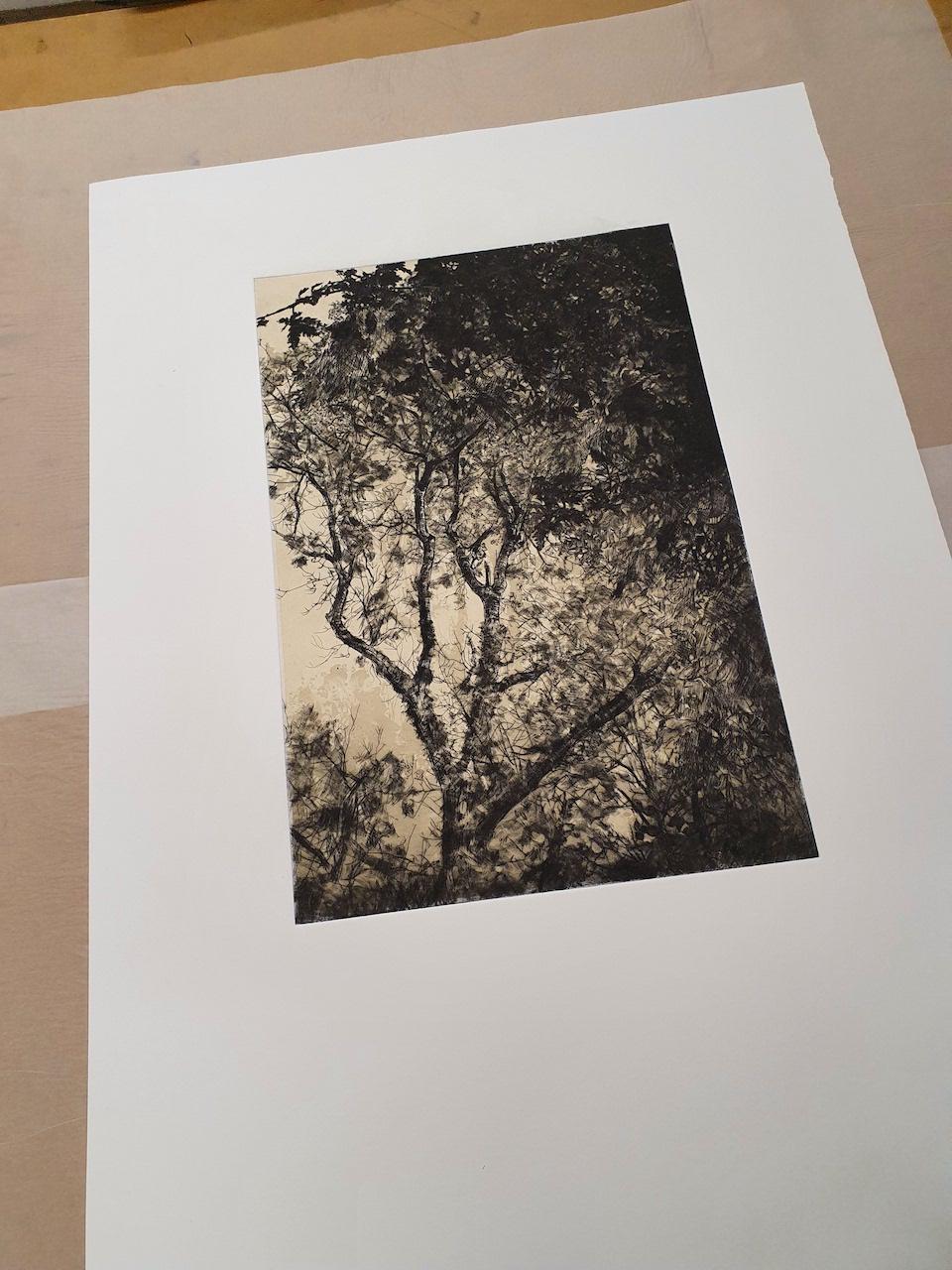 Luce d'autunno, Stampa a tiratura limitata, Paesaggio, Albero, Arte della natura in vendita 2